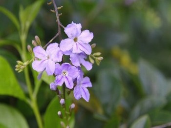 小雏菊女童