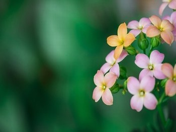 毛茸茸小雏菊