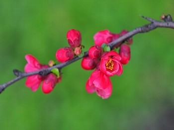 秀人鱼子酱视频花絮